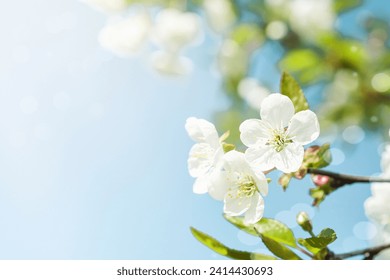 Blooming white apple or cherry blossom on background of blue sky. Happy Passover background. Spring Easter background. World environment day. Easter, Birthday, womens day holiday. Top view. Mock up. - Powered by Shutterstock