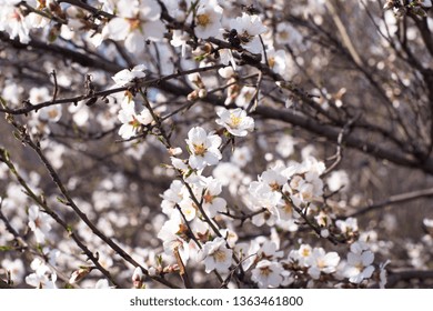 blooming white apricot branches. Spring card. April day. Spring nature.
