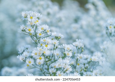 blooming of white aster or cutter flower blossom in the garden , selective focus for use as content background or copy space wallpaper