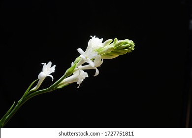 Blooming white bunch of tuberose
 with buds isolated on a black background.

