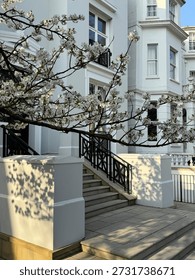 Blooming white cherry tree casting shadows on classic townhouses in Notting Hill, London, during early spring.