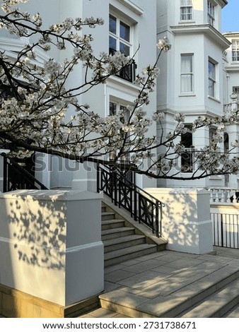 Blooming white cherry tree casting shadows on classic townhouses in Notting Hill, London, during early spring.