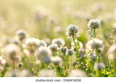 blooming white clover in the field - Powered by Shutterstock