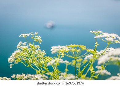 Blooming white Common Hogweed at Lake Ohrid, North Macedonia