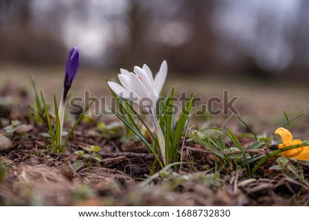 Blooming white crocuses in spring.