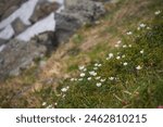 Blooming white flowers of Pulsatilla alpina, the alpine pasqueflower or alpine anemone in the summer Carpathian mountains