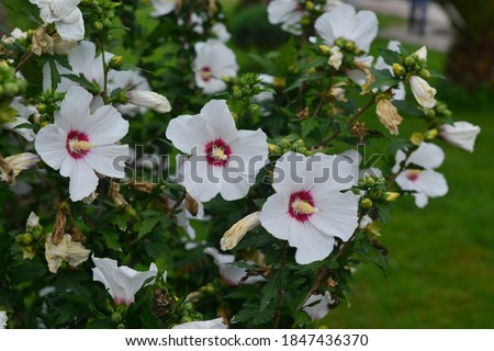 Similar – Foto Bild Weiße Hibiskusblütenblätter