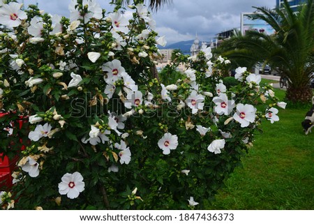 Foto Bild Weiße Hibiskusblütenblätter