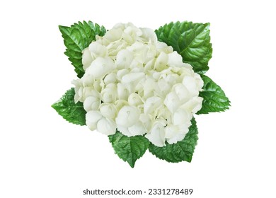 Blooming White Hydrangea Flowers with Green Leaves Isolated on White Background with Clipping Path