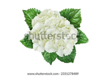 Blooming White Hydrangea Flowers with Green Leaves Isolated on White Background with Clipping Path