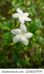 Blooming white Jasminum flower wet with dew or raindrops (Jasminum grandiflorum), blurred natural green background.