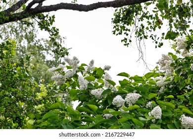 Blooming white lilac in sunny garden