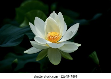 Blooming White Lotus