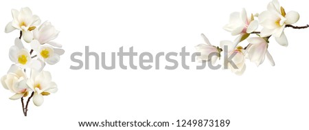 Blooming white magnolia flower on white background.