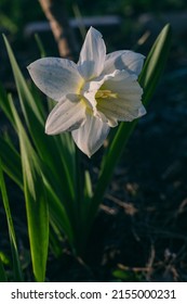 Blooming White Narcissus In The Evening Light Grows In A Flower Bed. Soil Splashes Are Visible On The Flower After A Recent Rain
