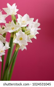 Blooming white narcissus in selective focus against deep pink background - with copy space
