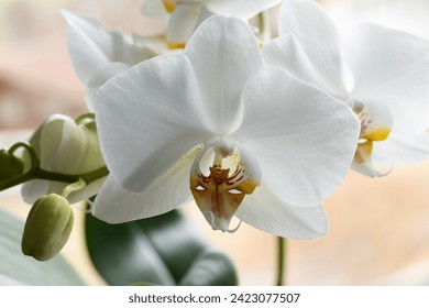 Blooming white orchid close up - Powered by Shutterstock