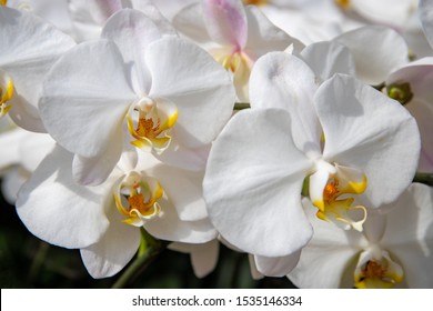 Blooming white orchid flower photo. White orchid Phalaenopsis equestris closeup. Wedding floral decor. Orchid plant blossom with white petal yellow center. Tropical flower inflorescence. Exotic plant
