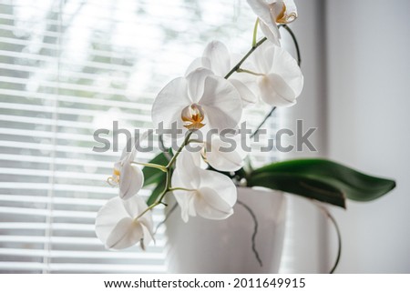 Blooming white orchid homeplant in the bathroom window with shutters, Phalaenopsis or moth orchid under diffused natural light of window shutters, easy orchids to grow as homeplants