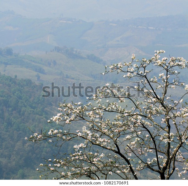 Blooming White Orchid Tree Butterfly Tree Stock Photo Edit Now