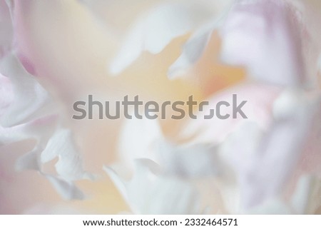 Blooming white peony flower. Macro image. Blurred flower background