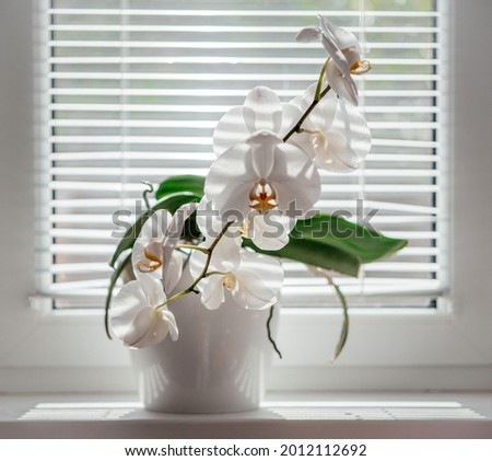 Blooming white Phalaenopsis or moth orchid on the windowsill in the bathroom, white orchid flowers under blinds diffused natural light, easy orchids to grow as homeplants