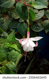 Flor color fucsia colores