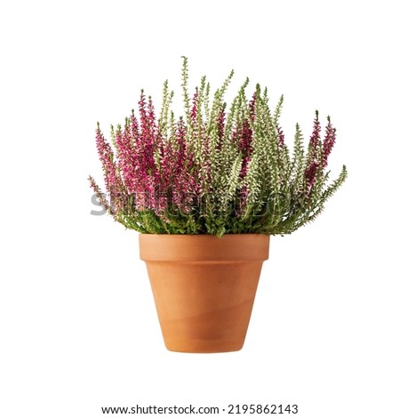 Blooming white and pink heather flowers (calluna vulgaris L.) in clay pot  isolated on white background. Autumn and winter plants cultivating in garden or balcony