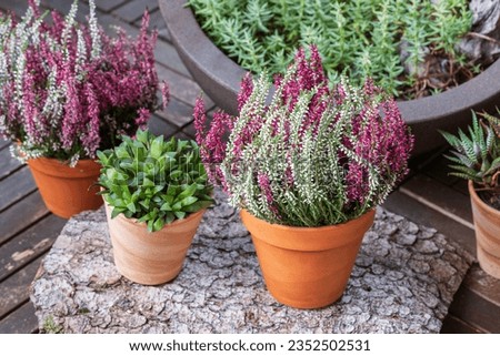 Blooming white and pink heather flowers (calluna vulgaris L.) in clay pot on wooden terrace floor in garden. Autumn and winter plants cultivating.