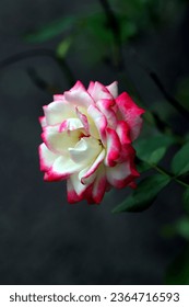 Blooming white pink rose flower with green leaves and dark background, image for mobile phone screen, display, wallpaper, screensaver, lock screen and home screen or background   - Shutterstock ID 2364716593