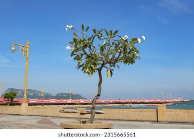 Blooming white Plumeria (frangipani) tree against the backdrop of the sea, pier, mountains and sky. Thailand. - Powered by Shutterstock