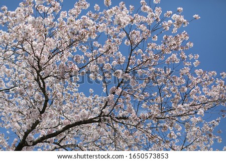 Blooming white and purple Japanese Sakura cherry blossoms Braches on blue sky background, on spring season in Japan.