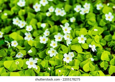 Blooming white shamrock oxalis acetosella flowers background. - Shutterstock ID 2205178275