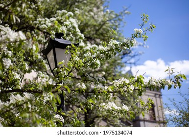 桜並木 イラスト の写真素材 画像 写真 Shutterstock