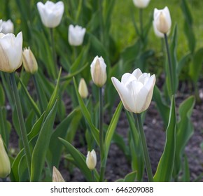 Blooming White Tulips Triumph Silver Dollar In Spring City Garden