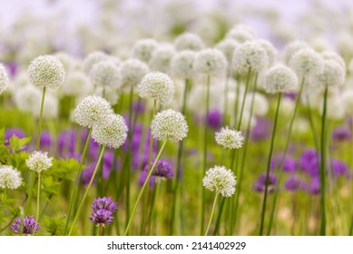 Blooming white and violet decorative onion plant in garden. Flower decorative onion. White and violet allium flower or allium giganteum. - Shutterstock ID 2141402929