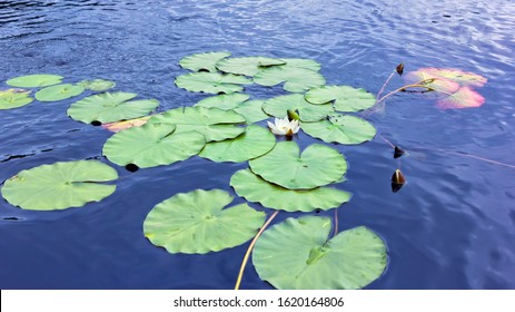 Blooming White Water Lily Or Lotus Flower And Large Round Leaves Floating On The Blue Silky Surface Of The Lake. Top Angle View, Copy Space, Selective Focus.