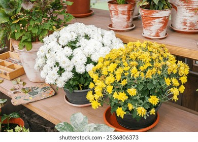 Blooming white and yellow chrysanthemums flowers in pots on wooden shelf in greenhouse in garden, surrounded by greenery and additional potted plants. Gardening, floriculture, floweer growing, hobby - Powered by Shutterstock