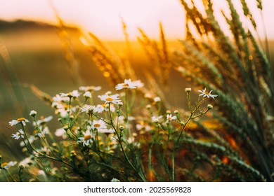 Blooming Wild Flower Matricaria Chamomilla, Matricaria Recutita, Chamomile. Commonly Known As Italian Camomilla, German Chamomile, Hungarian Chamomile, Wild Chamomile In Wheat Field At Sunset. Summer