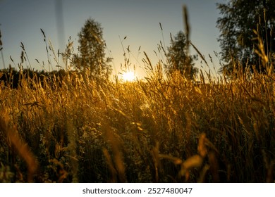 Blooming Wild Flower Matricaria Chamomilla, Matricaria Recutita, Chamomile. Commonly Known As Italian Camomilla, German Chamomile, Hungarian Chamomile, Wild Chamomile In Wheat Field sunset - Powered by Shutterstock