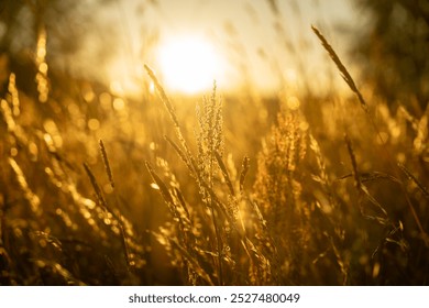 Blooming Wild Flower Matricaria Chamomilla, Matricaria Recutita, Chamomile. Commonly Known As Italian Camomilla, German Chamomile, Hungarian Chamomile, Wild Chamomile In Wheat Field sunset - Powered by Shutterstock