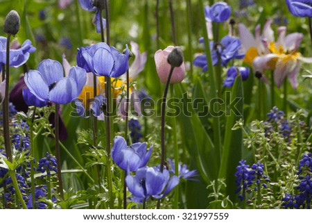 Similar – Foto Bild Mohnblumenwiese rot blau