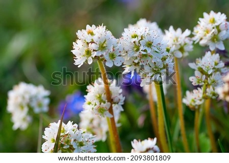 Blooming wild flowers of saxifraga (Saxifraga nelsoniana). Beautiful tiny white flowers close-up. Tundra wildflowers. Plants growing in the Arctic. The nature of Chukotka and polar Siberia. Russia.