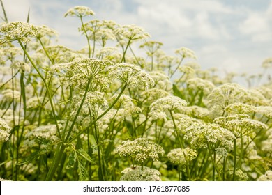 Blooming wild flowers. Umbels of a wild carrot. Daucus carota wild carrot Queen Anne's lace