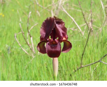 Iris Atropurpurea