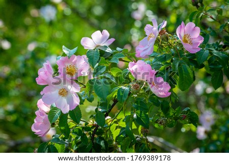 Blooming wild rose Bush. Beautiful pink flowers in the summer forest. Useful medicinal plant for decoction of tea for health