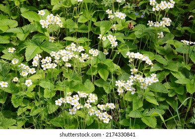 blooming wild strawberries.  Summer background with green leaves and white strawberry flowers