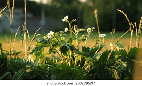 Blooming wild strawberry plant close-up. Lots of white flowers of flowering strawberries in pots of home garden. Growing of berries. Green leaves of blossoming bushes. Summer beauty in nature. - Powered by Shutterstock