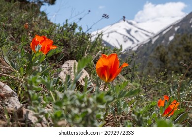 Blooming wild tulip in mountains in spring season. Greig's tulip (Tulipa greigii) the precursor of the tulips that are grown commercially around the world. Aksu-Zhabagly State Nature Reserve - Shutterstock ID 2092972333