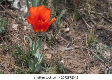 Blooming wild tulip in mountains in spring season. Greig's tulip (Tulipa greigii) the precursor of the tulips that are grown commercially around the world. Aksu-Zhabagly State Nature Reserve - Shutterstock ID 2092972342